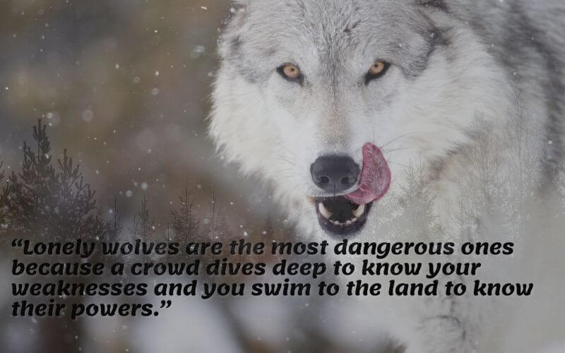 79 Therian ideas in 2023  wolf quotes, lone wolf quotes, warrior quotes