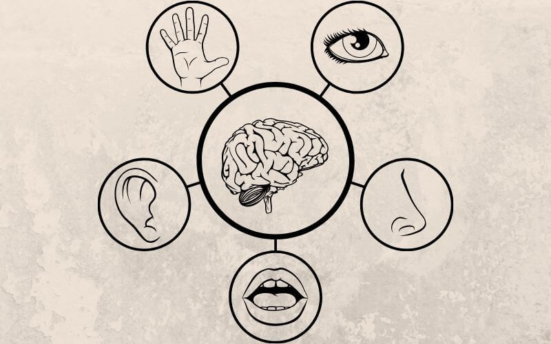 A science education illustration of icons representing the 5 senses attached to central brain in black and white