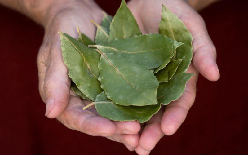 Woman is holding in her hands bay leaves