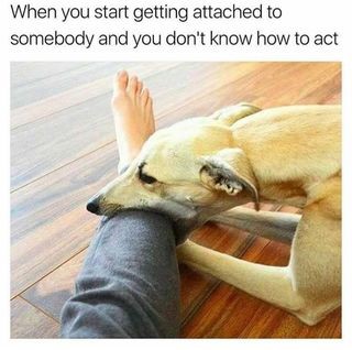 Dog biting meme