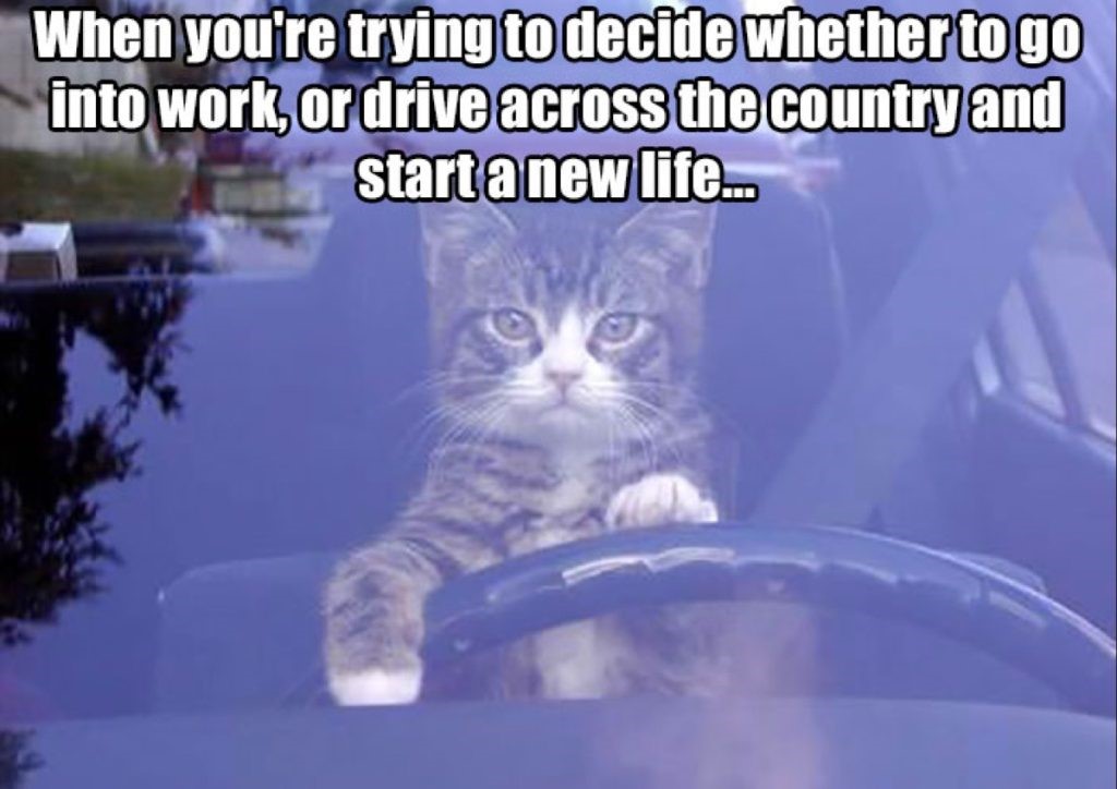 Cat driving meme