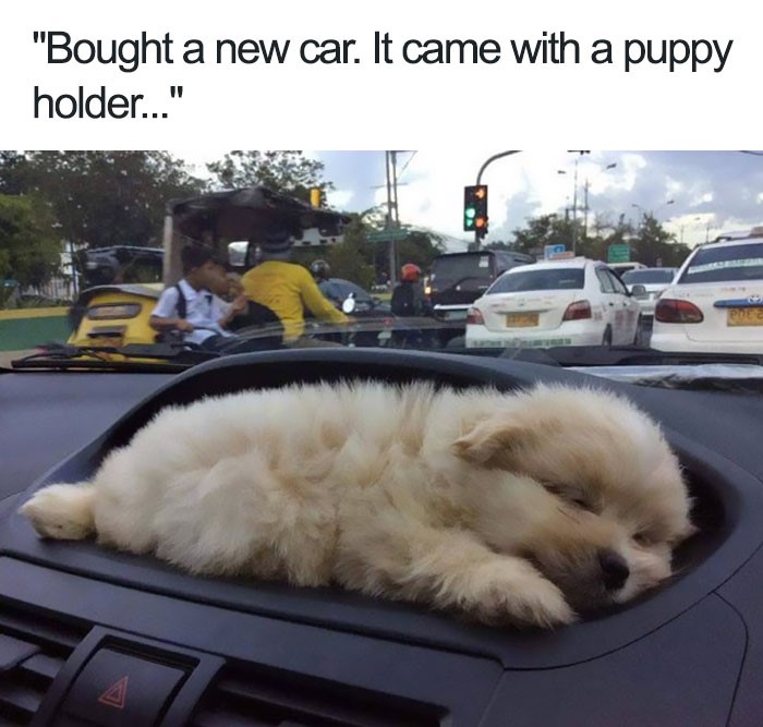 A puppy holder in car meme