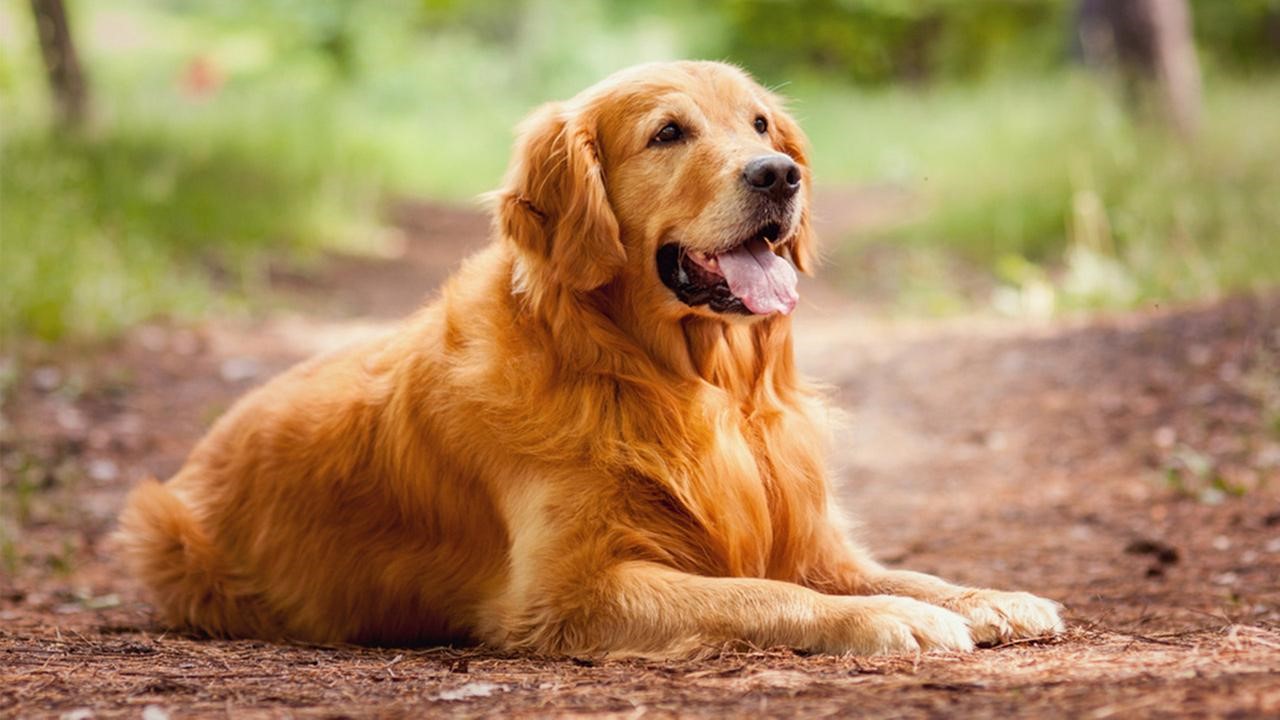 A brown dog sitting on a ground