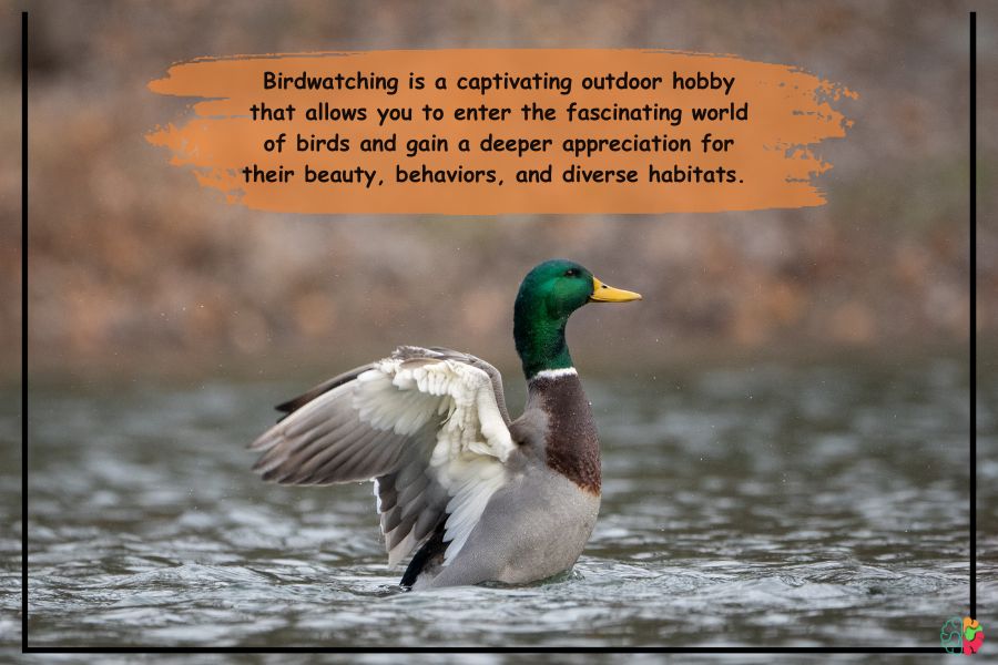 Birdwatching: Find feathered friends