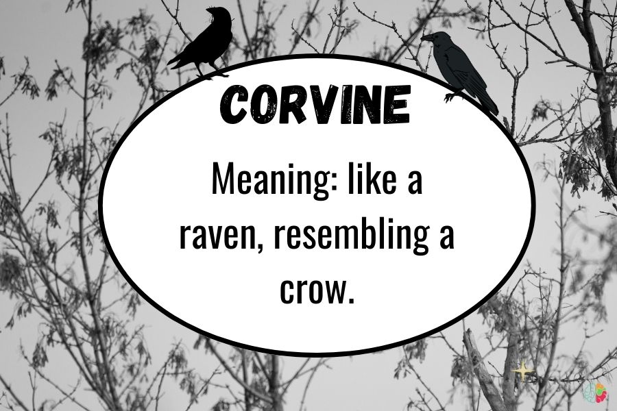 Corvine