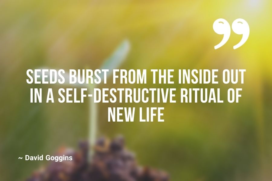 Seeds burst from the inside out in a self-destructive ritual of new life