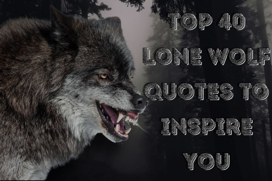 The Lone Wolf 5k, HD Artist, 4k Wallpapers, Images, Backgrounds, Photos and  Pictures