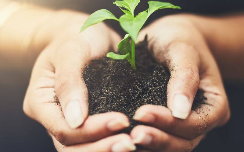 Cropped shot of a woman holding a plant growing from the soil representing do the right thing when no one is looking