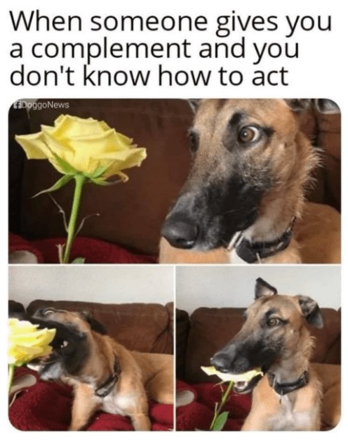 A dog eating flower meme