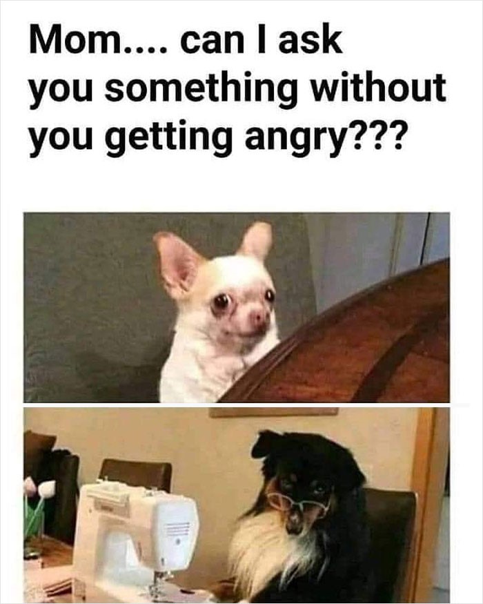 two dogs and mom meme