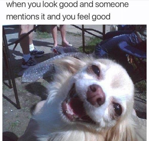 happy dog meme