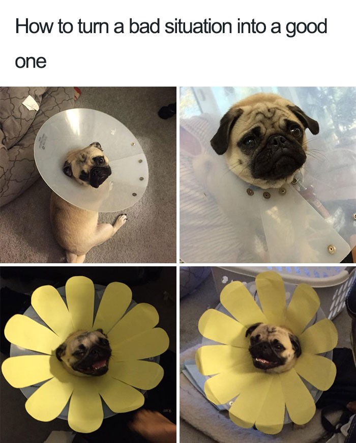 A dog showing Look On The Bright Side meme