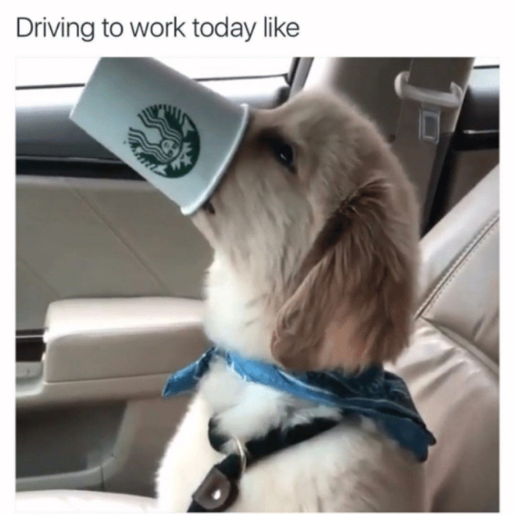 dog coffee meme