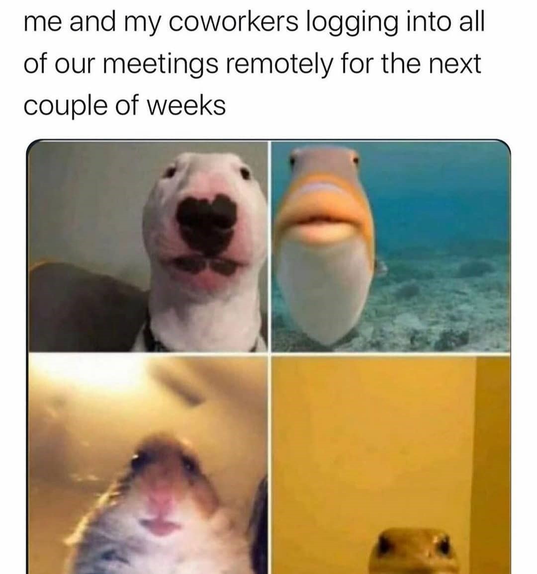 Remote Meetings meme