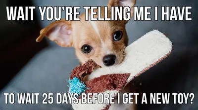 Chihuahua puppy meme