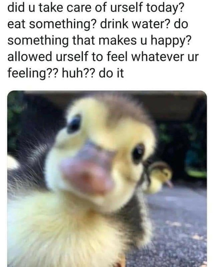 The Duckling meme