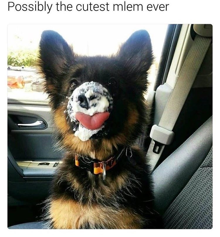 The dog and ice cream meme