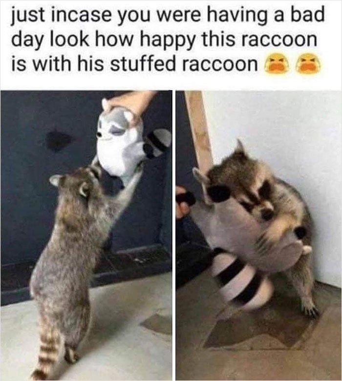 Raccoon meme