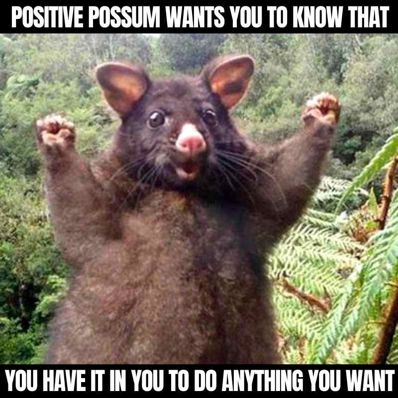 The Supportive Possum meme
