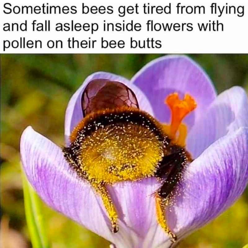 A tired bee sleeping on a flower meme
