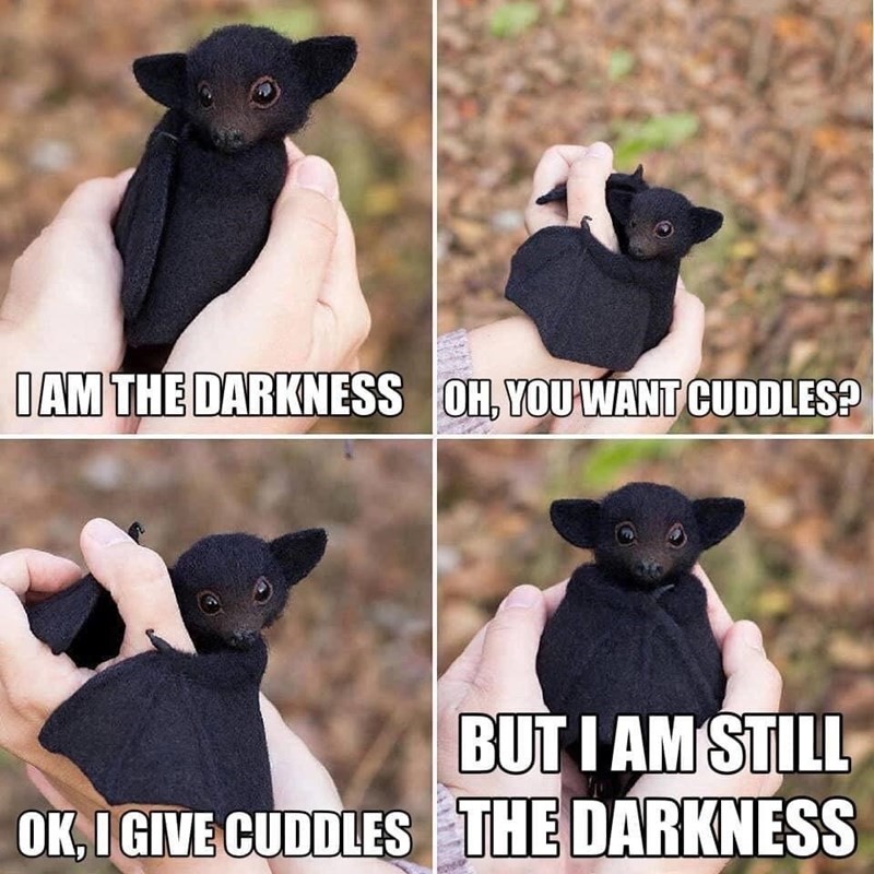 black bat meme