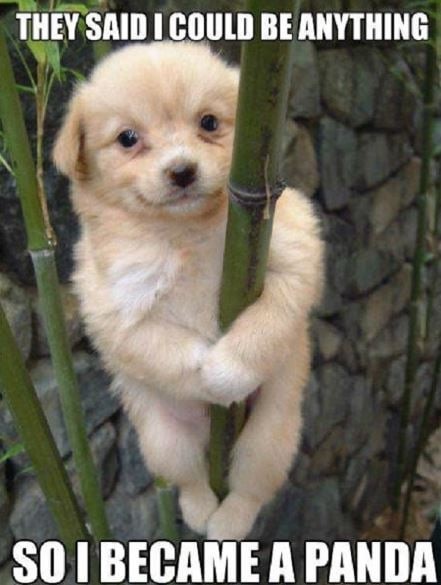 a while little puppy on bamboo tree meme